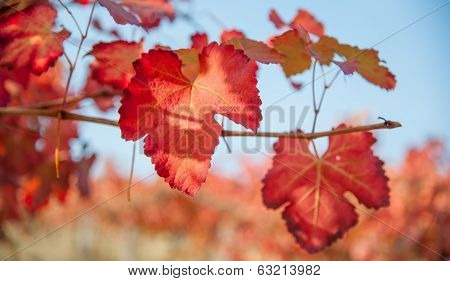 Vineyard leaf in autumn season