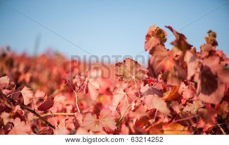 Vineyard leaf in autumn season