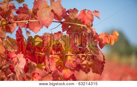 Vineyard leaf in autumn season