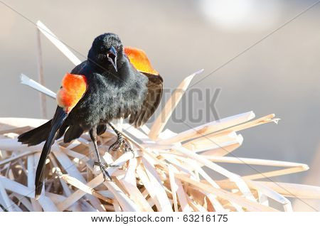Red-winged Blackbird