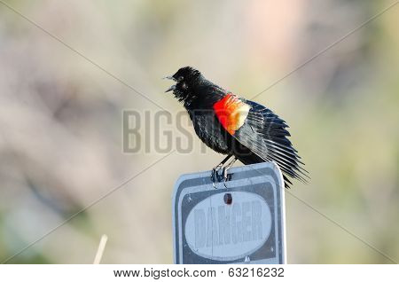 Blackbird Danger