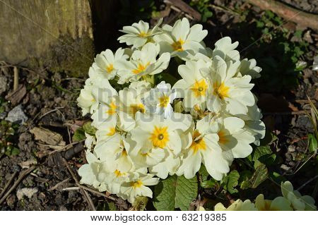 Primula 'Crescendo White'