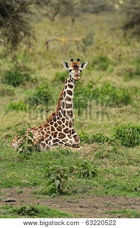 Giraffe