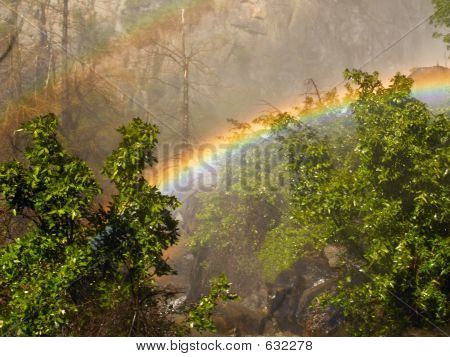 Floresta Rainbow