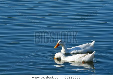 White Ducks Swimming in the Pond