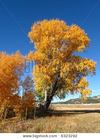 Cottonwood Baum drehen gold im Herbst gegen blauen Himmel.