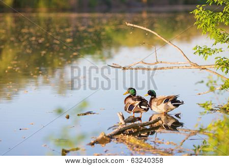 male or drake duck swimming on a pond