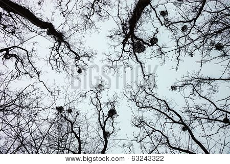 Silhouettes of bare trees with mistletoes
