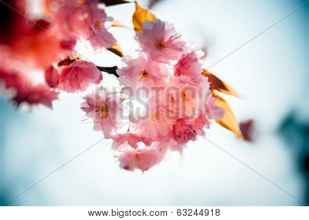 Nature Flower Garden Sakura