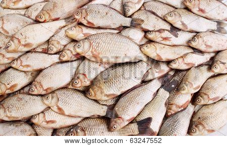 Freshwater fish carp