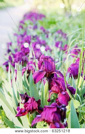 purple irises undersized