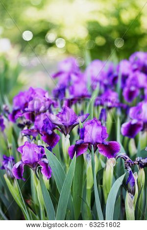 purple irises