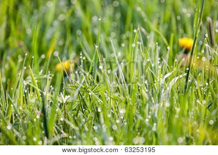 Grass