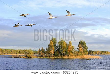 Forest lake in the taiga.