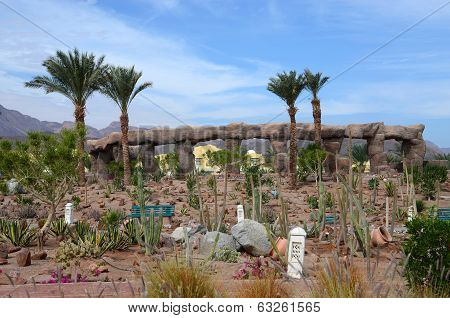 Succulent Garden On Site In Egypt