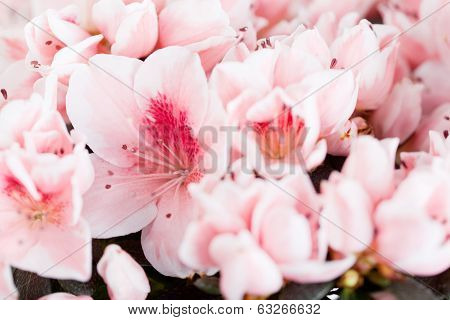 Blossoming azalea
