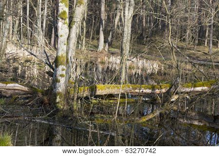 Early spring in the Biebrza National Park, Poland, Podlasie