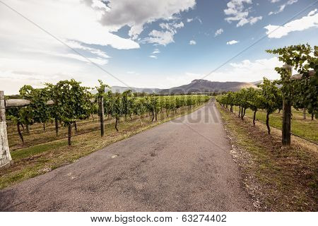 Hunter Valley vineyards