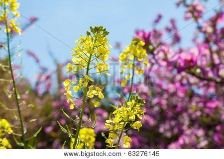 Spring Flower Of Wildlife Nature