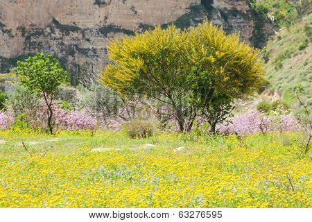 Spring In Mountain Area