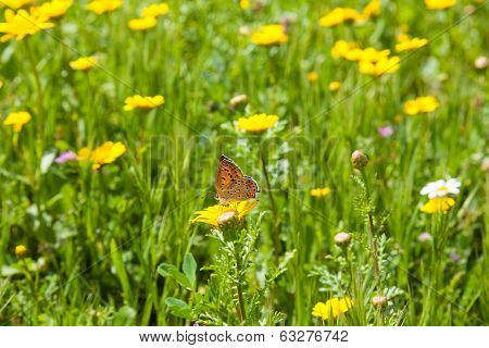 Butterfly On Flower