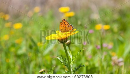 Butterfly On Flower