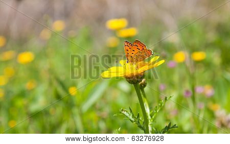 Butterfly On Flower