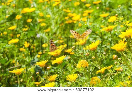 Butterflies At Spring Flowering Season