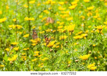 Butterflies At Spring Flowering Season