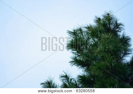 cedar branches