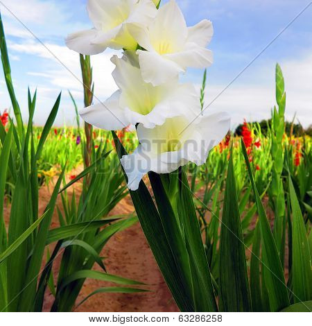 White gladiolus flowers