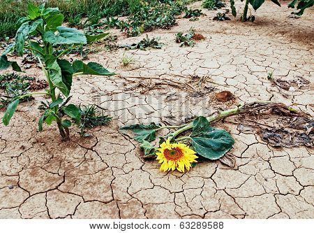 Broken Sunflower