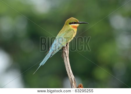 Blue Tailed Bee Eater