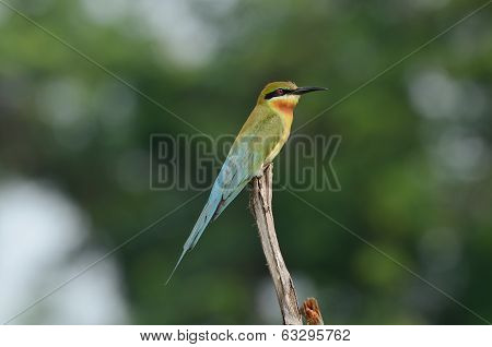 Blue Tailed Bee Eater
