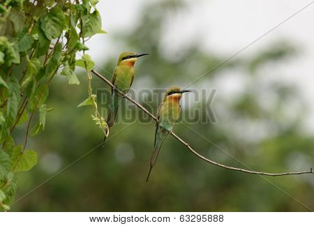 Blue Tailed Bee Eater
