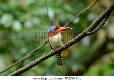 Male Banded Kingfisher