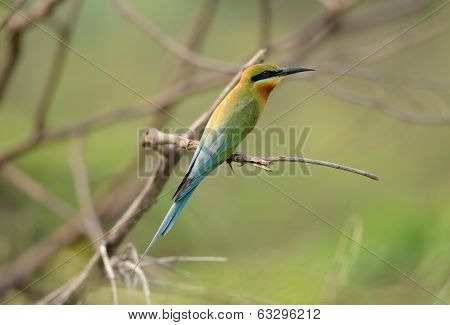 Blue Tailed Bee Eater