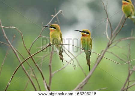Blue Tailed Bee Eater