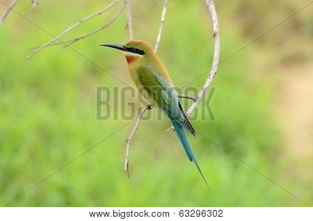 Blue Tailed Bee Eater
