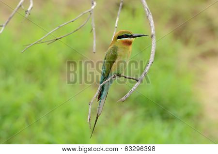 Blue Tailed Bee Eater