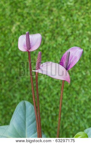 Violet Anthurium Flower In Botanic Garden