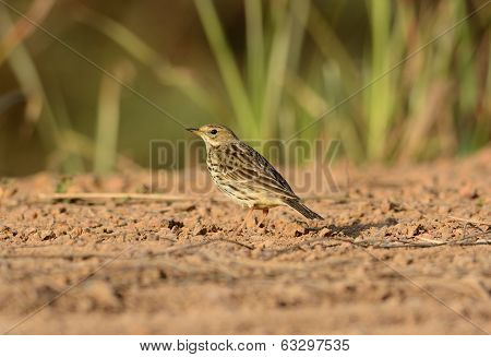 Immature Red-throated Pipit (anthus Cervinus)
