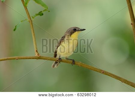 Flyeater Bird