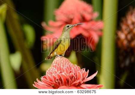 Little Spiderhunter