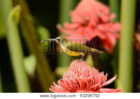 Little Spiderhunter