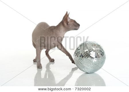 Plešatý kočka egyptská donský izolovaných na bílém pozadí