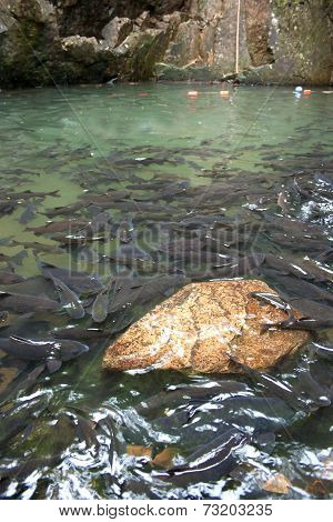 Soro brook carp waterfall fish