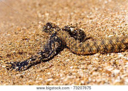 Water Snake