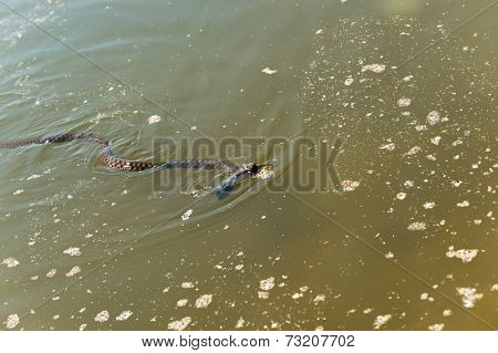 Water Snake