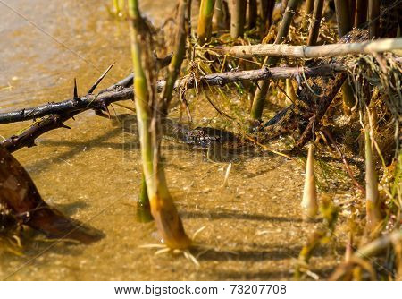 Water Snake